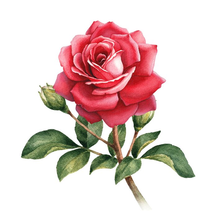 Poster Karminrose in voller Blüte