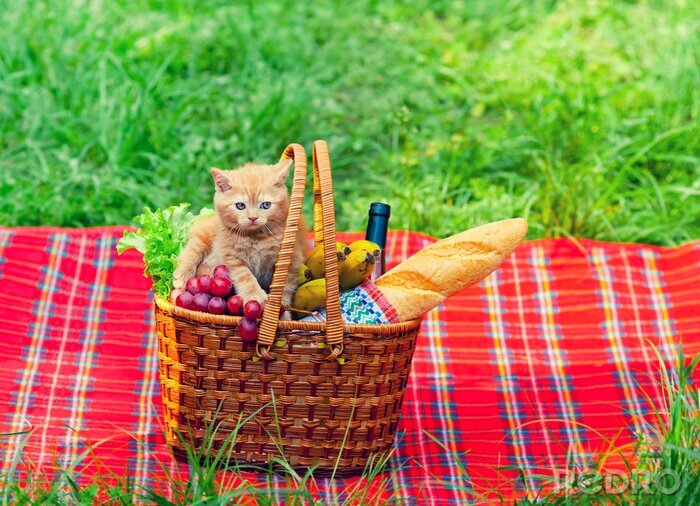 Poster Katze im Picknickkorb