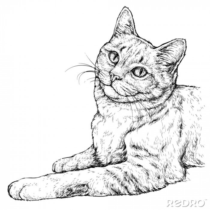 Poster Katze im Stil einer handschriftlichen Zeichnung