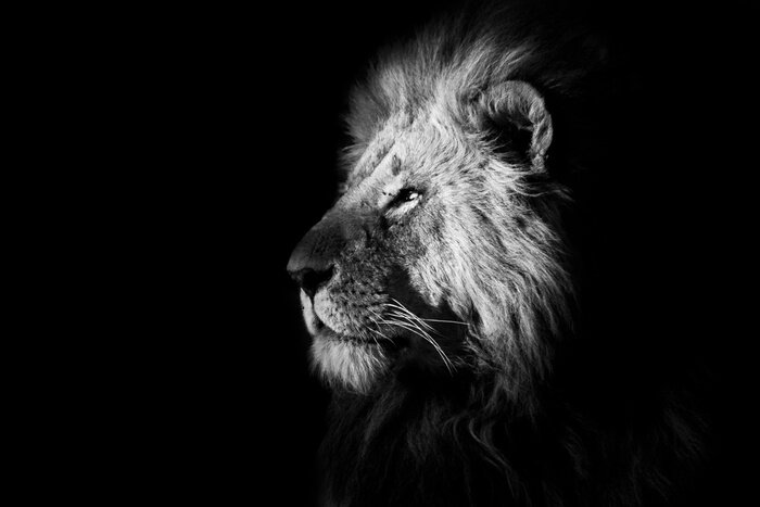 Poster Katze Löwe auf schwarzem Hintergrund