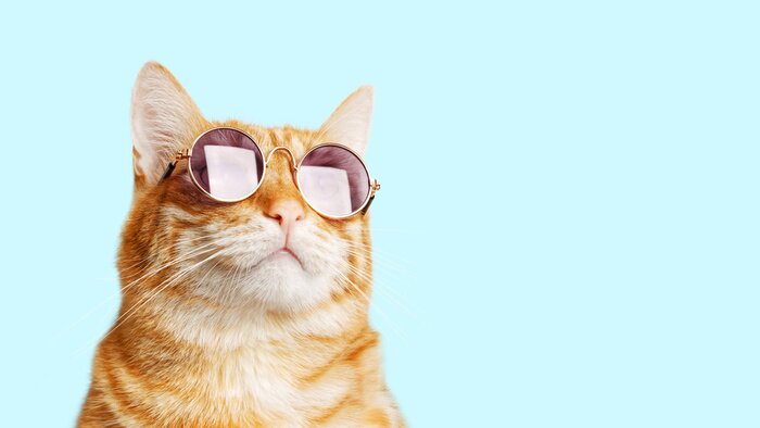 Poster Katze mit Sonnenbrille