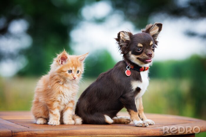 Poster Katze und Hund