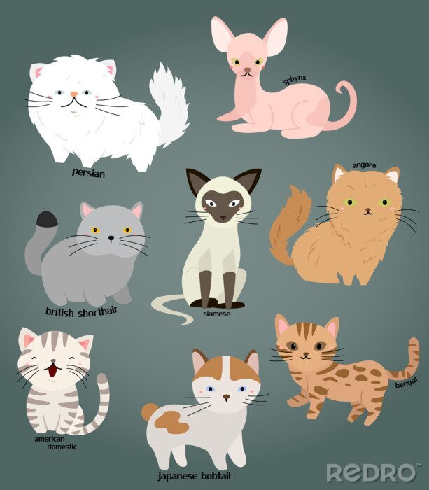 Poster Katzenrassen auf einer Zeichnung