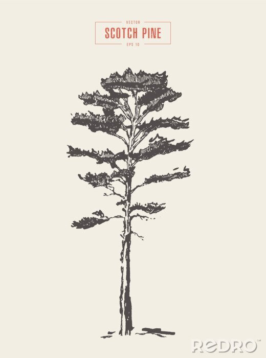 Poster Kiefer auf Retro-Illustration mit Beschreibung