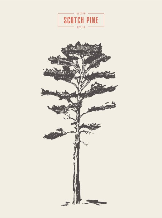 Poster Kiefer auf Retro-Illustration mit Beschreibung