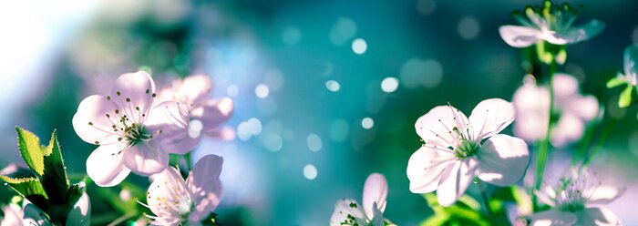 Poster Kirschblütenzweige