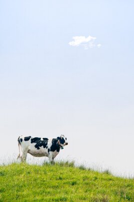 Poster Klassische schwarz-weiße Kuh auf einem grünen Hügel