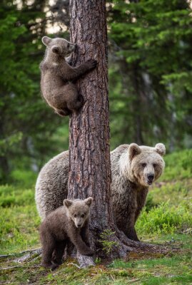 Poster Kleine Bären und Mutti