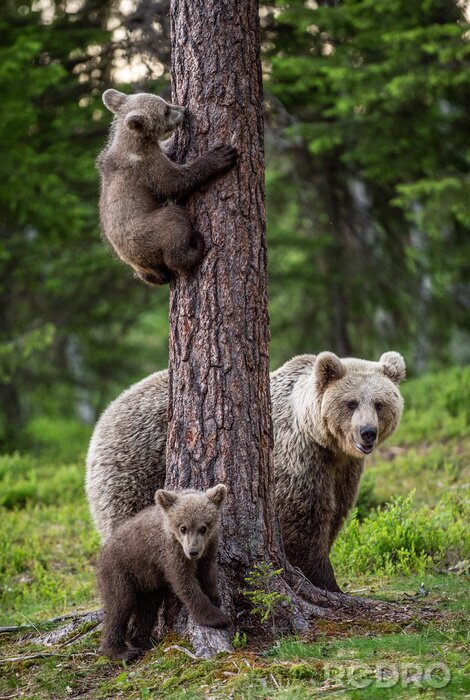 Poster Kleine Bären und Mutti
