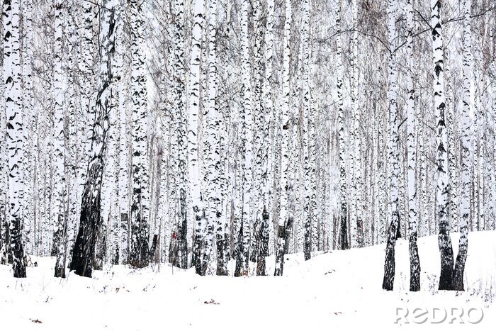 Poster Kleine Birkenbäume im Winter