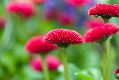 Kleine Blumen auf einer grünen Wiese