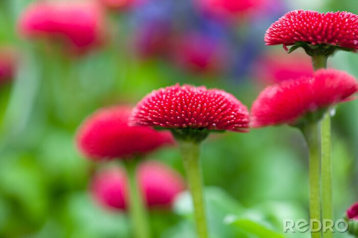Poster Kleine Blumen auf einer grünen Wiese