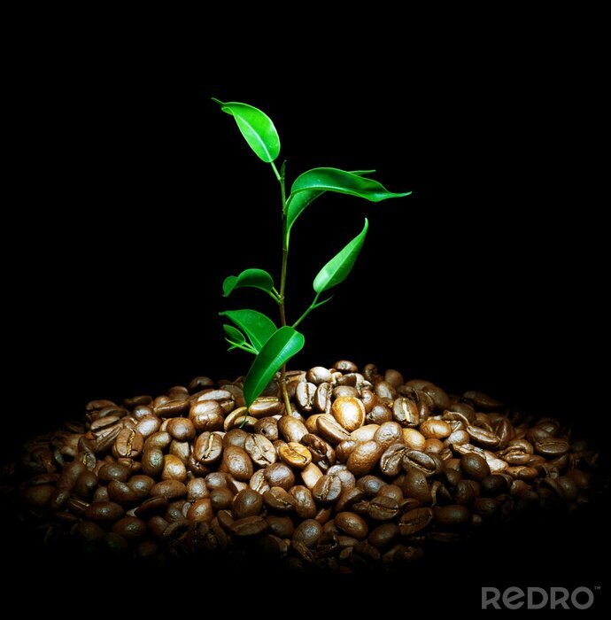 Poster Kleine Kaffeebohnen und grüne Pflanze