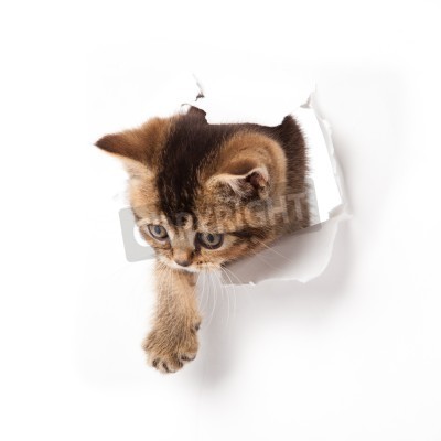 Poster Kleine Katze, die aus dem Papier kommt