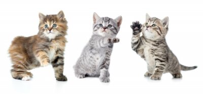 Sticker Kleine Katzen mit einer erhobenen Pfote