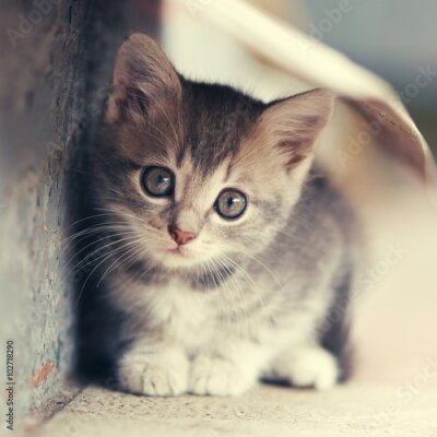 Poster Kleine niedliche Kätzchen Standort draußen