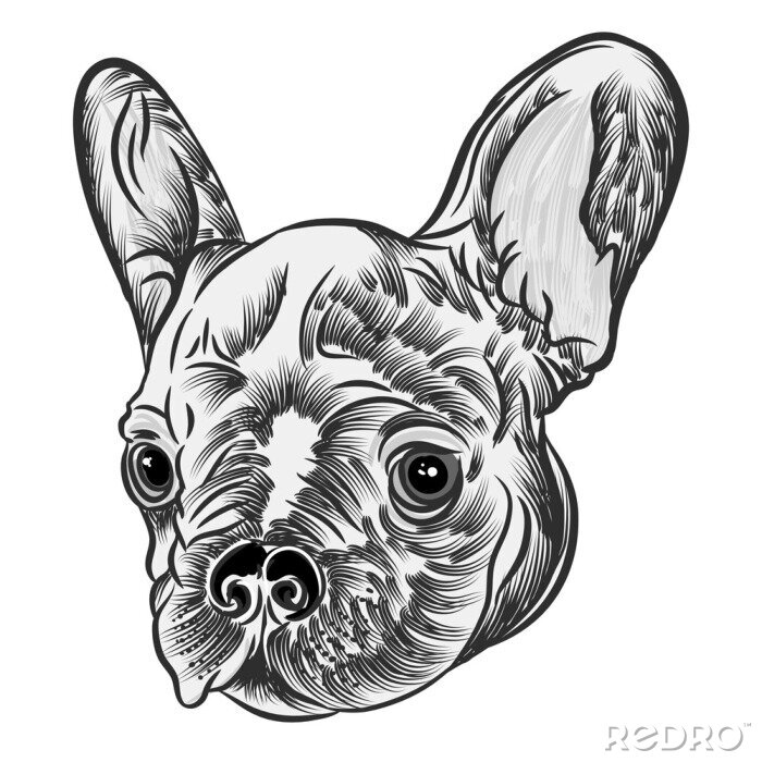Poster Kleine niedlichen Französisch Bulldog Welpen Tattoo-Stil-Konzept auf weißem Hintergrund. Freundliches Hündchenporträt. Vektor-Illustration.
