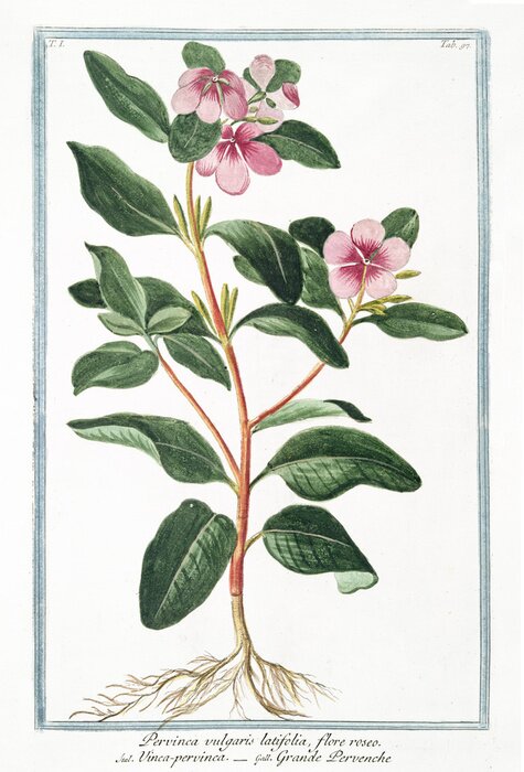 Poster Kleine Pflanze mit himmelblauem Rahmen