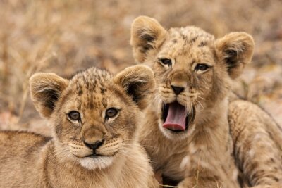 Poster Kleine ruhende junge Löwen