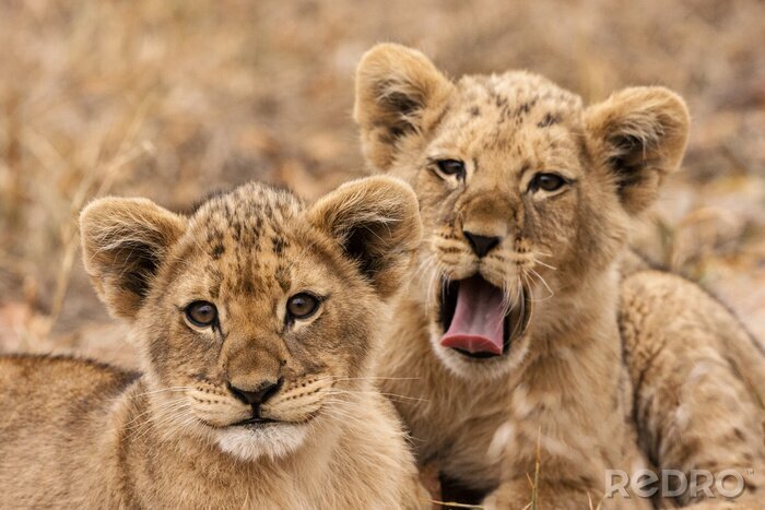 Poster Kleine ruhende junge Löwen