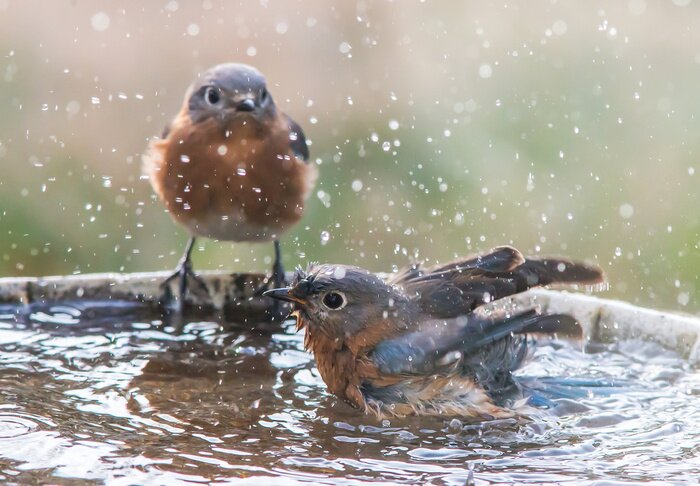 Poster Kleine Vögel beim Baden