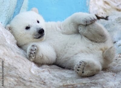 Poster Kleiner Eisbär