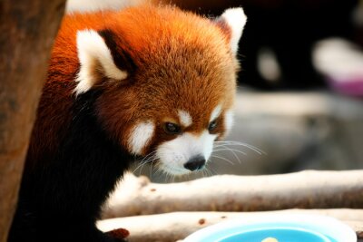 Kleiner roter Panda