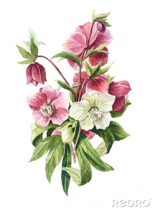 Poster Kleiner Strauß aus weißen und rosa Blumen