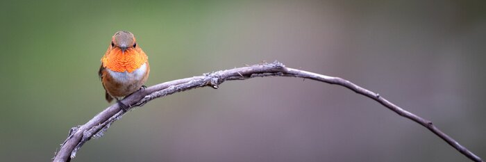 Poster Kleiner Vogel auf einem Ast