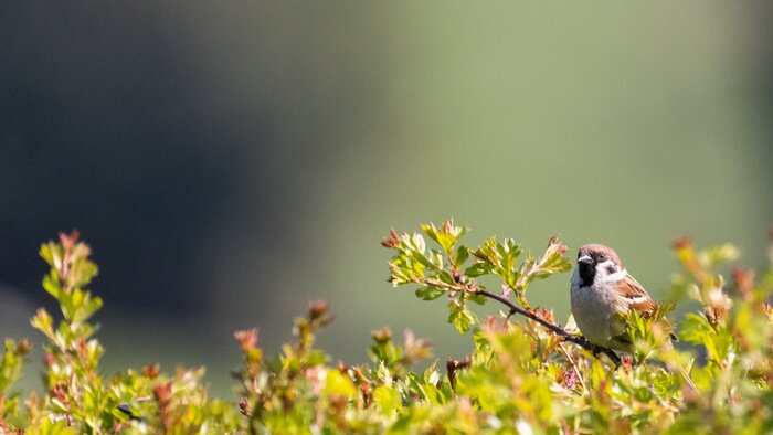Poster Kleiner Vogel unter dem Grünzeug