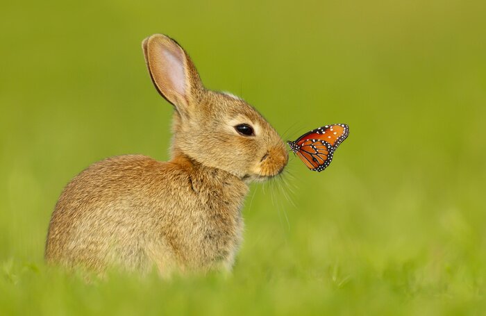 Poster Kleines Häschen mit Schmetterling auf einer grünen Wiese