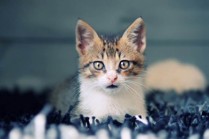 Poster Kleines Haustier