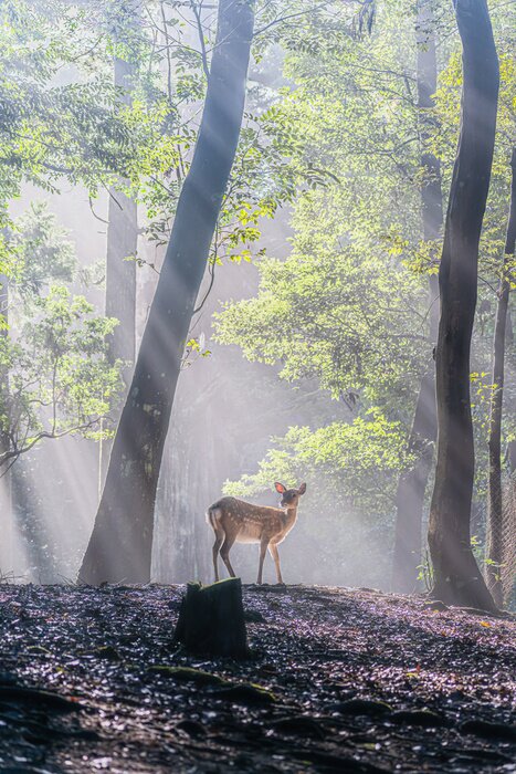 Poster Kleines Kitz in einem malerischen Wald