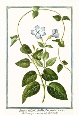 Poster Kletterpflanze Zeichnung