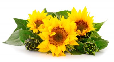Komposition gelber Sonnenblumen