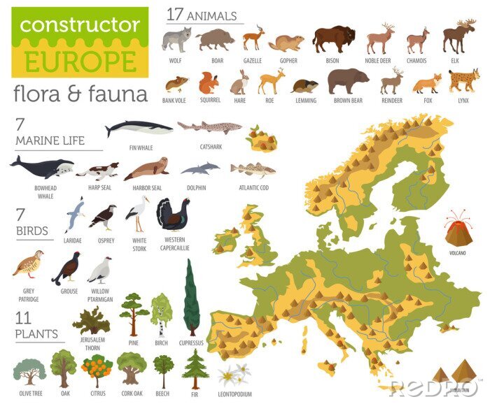 Poster Kontinente Grafik mit Tieren Europas