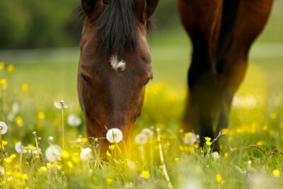Kopf eines Pferdes, das seine Schnauze im Gras versteckt