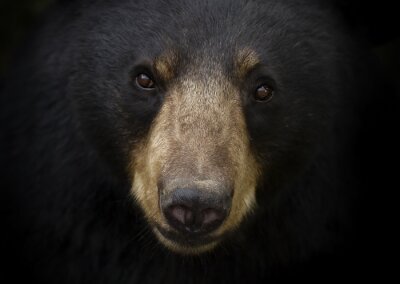 Poster Kopf eines Schwarzbären