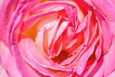 Kopf von rosa Rose