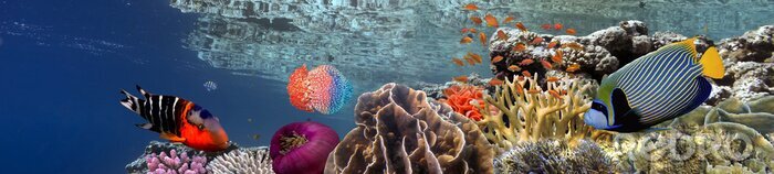 Poster Korallenriff 3D und Fische