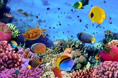 Korallenriff und Ozean