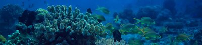 Korallenriffpanorama