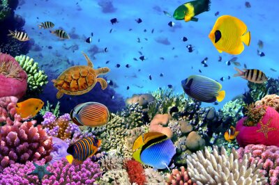 Korallentiere und Fische