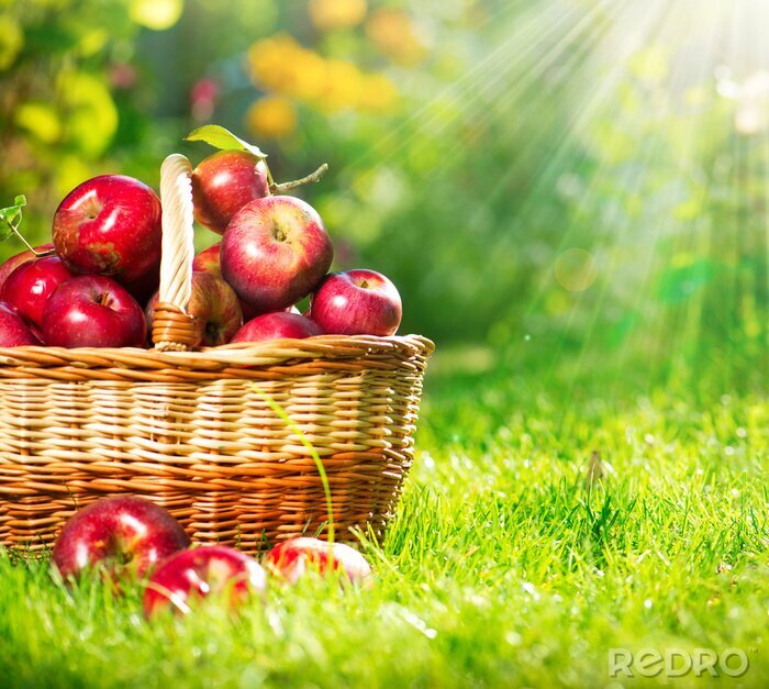 Poster Korb mit Äpfeln inmitten der Natur