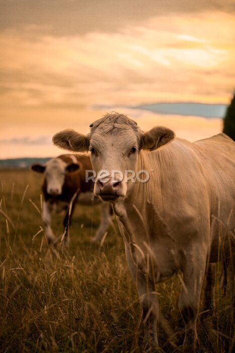 Poster Kühe bei Sonnenuntergang