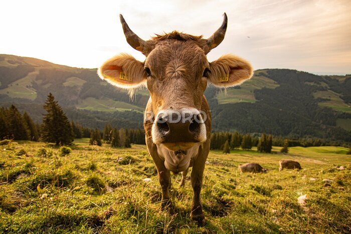 Poster Kuh auf der Weide