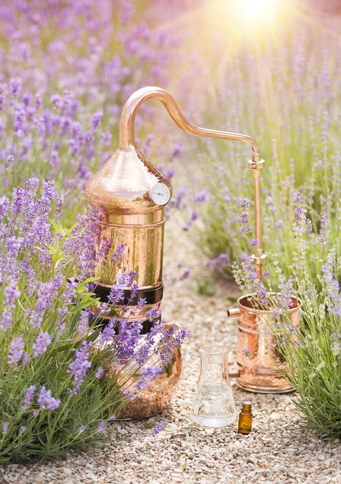 Poster Kupfer-Destilliergerät inmitten von Lavendel