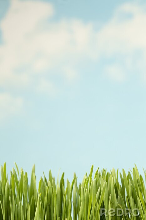 Poster Kurzes Gras und blauer Himmel