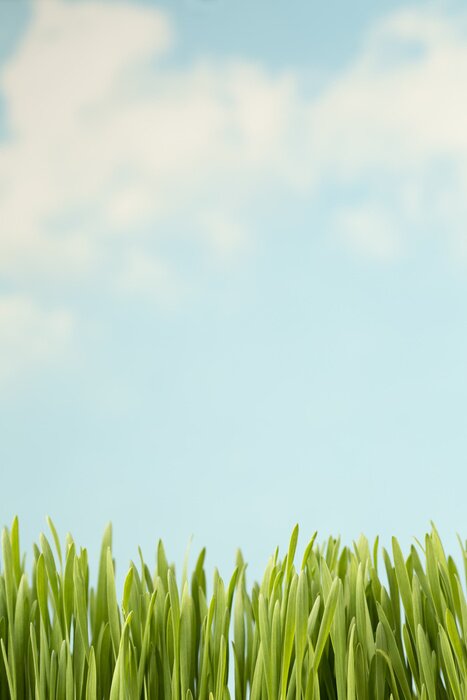 Poster Kurzes Gras und blauer Himmel