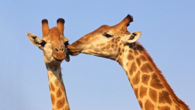 Poster Kuss der Giraffe
